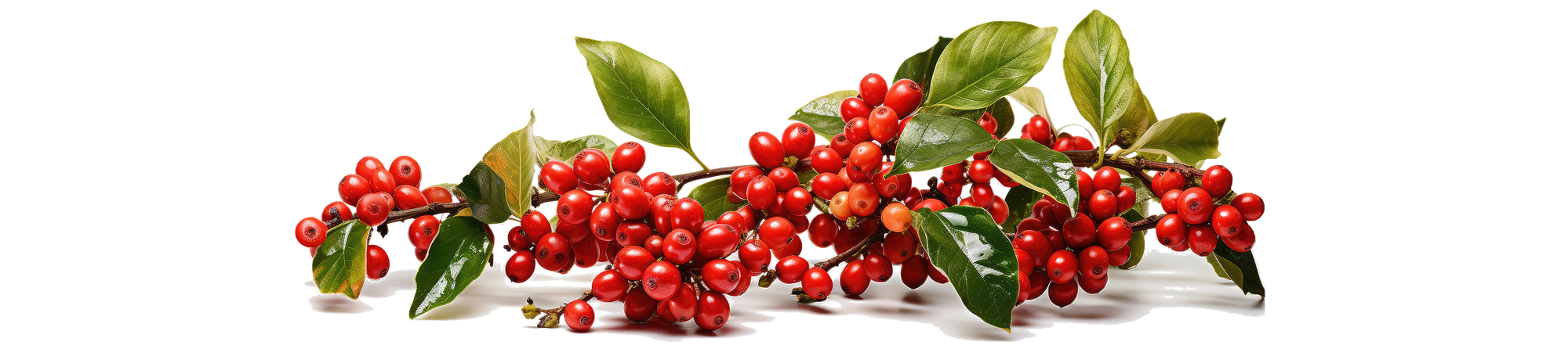 A branch of ripe red coffee cherries with green leaves